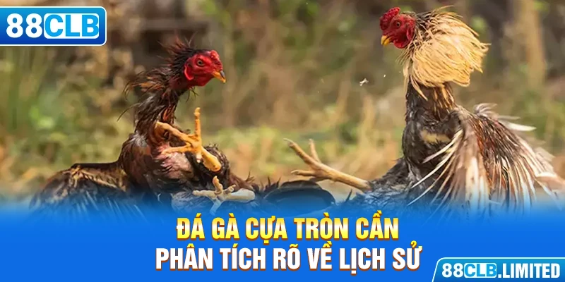 Đá gà cựa tròn cần phân tích rõ về lịch sử, kết quả cũ